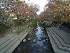 2017/04/16_元荒川の桜