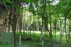 2014/07/12_木立