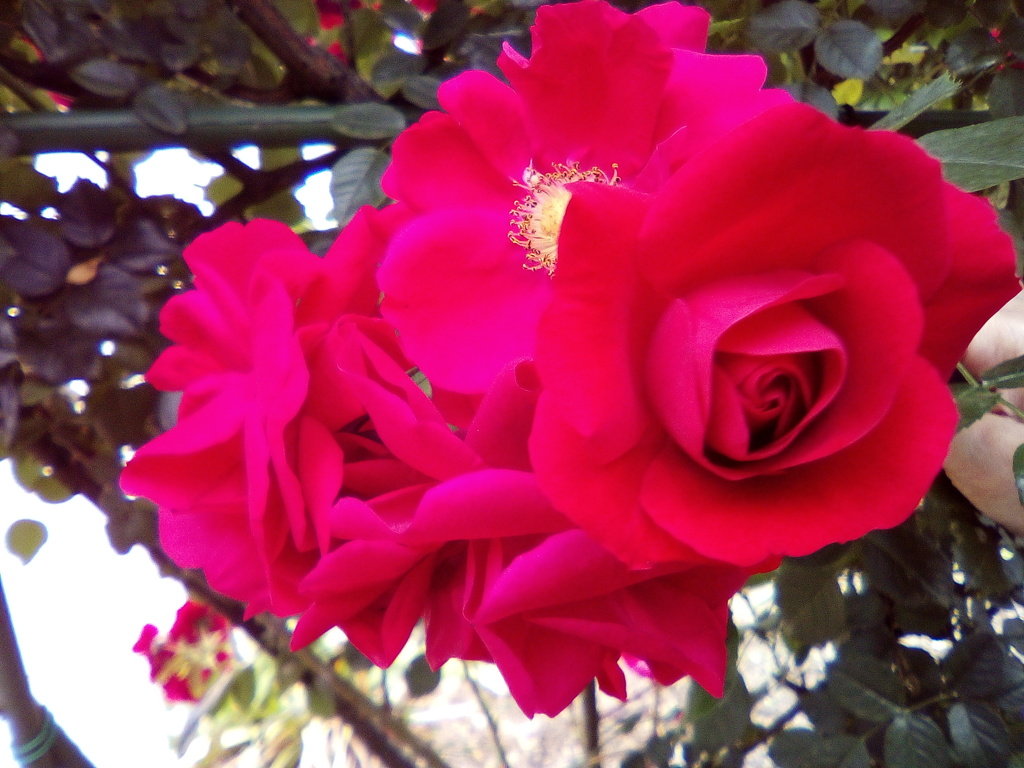 2018/05/26_平成の森公園の薔薇