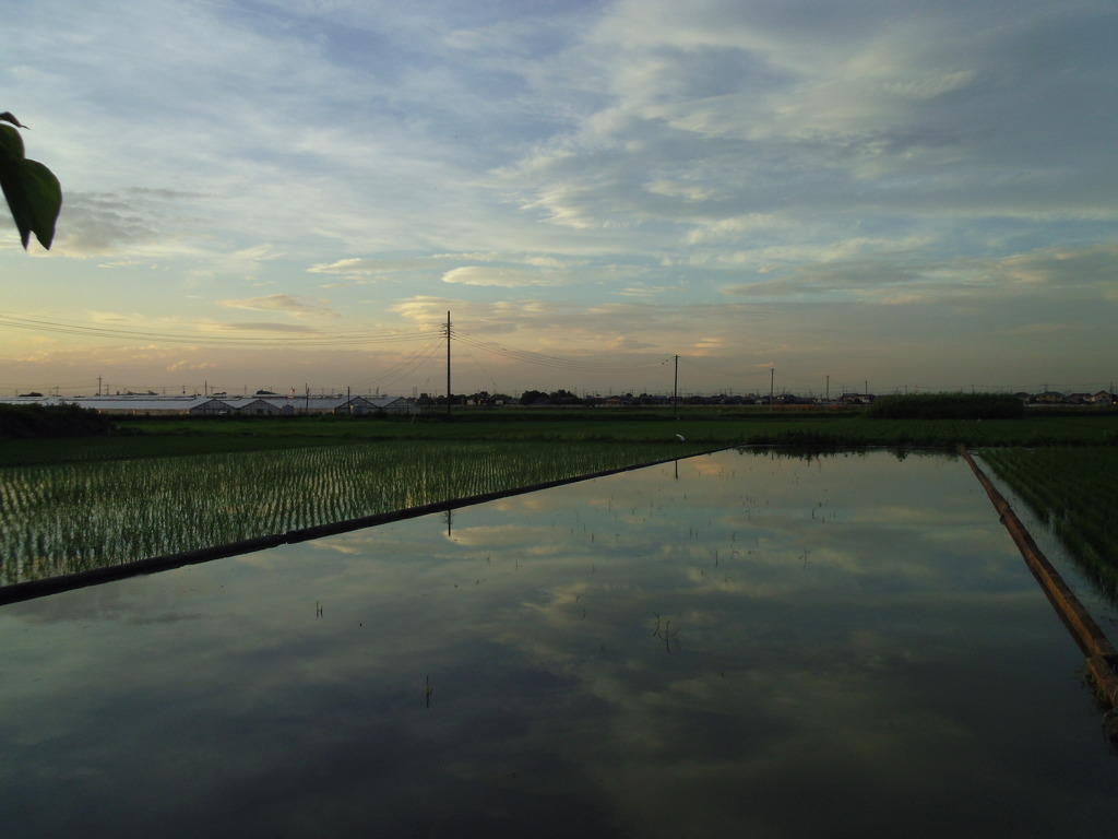 2017/07/02_水田の夕暮れ