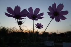 2015/10/18_伊奈バラ園の夕暮れコスモス