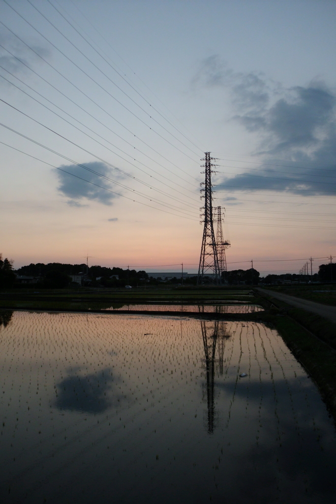 2016/06/05_水田の夕暮れ