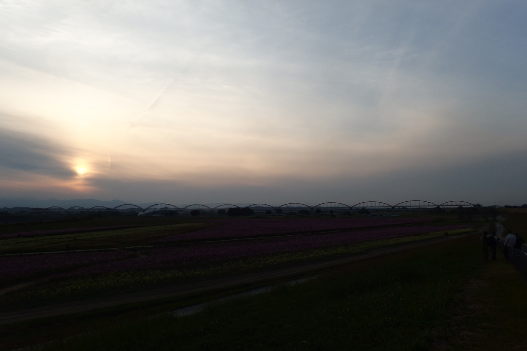 2015/11/01_夕暮れの吹上コスモス畑