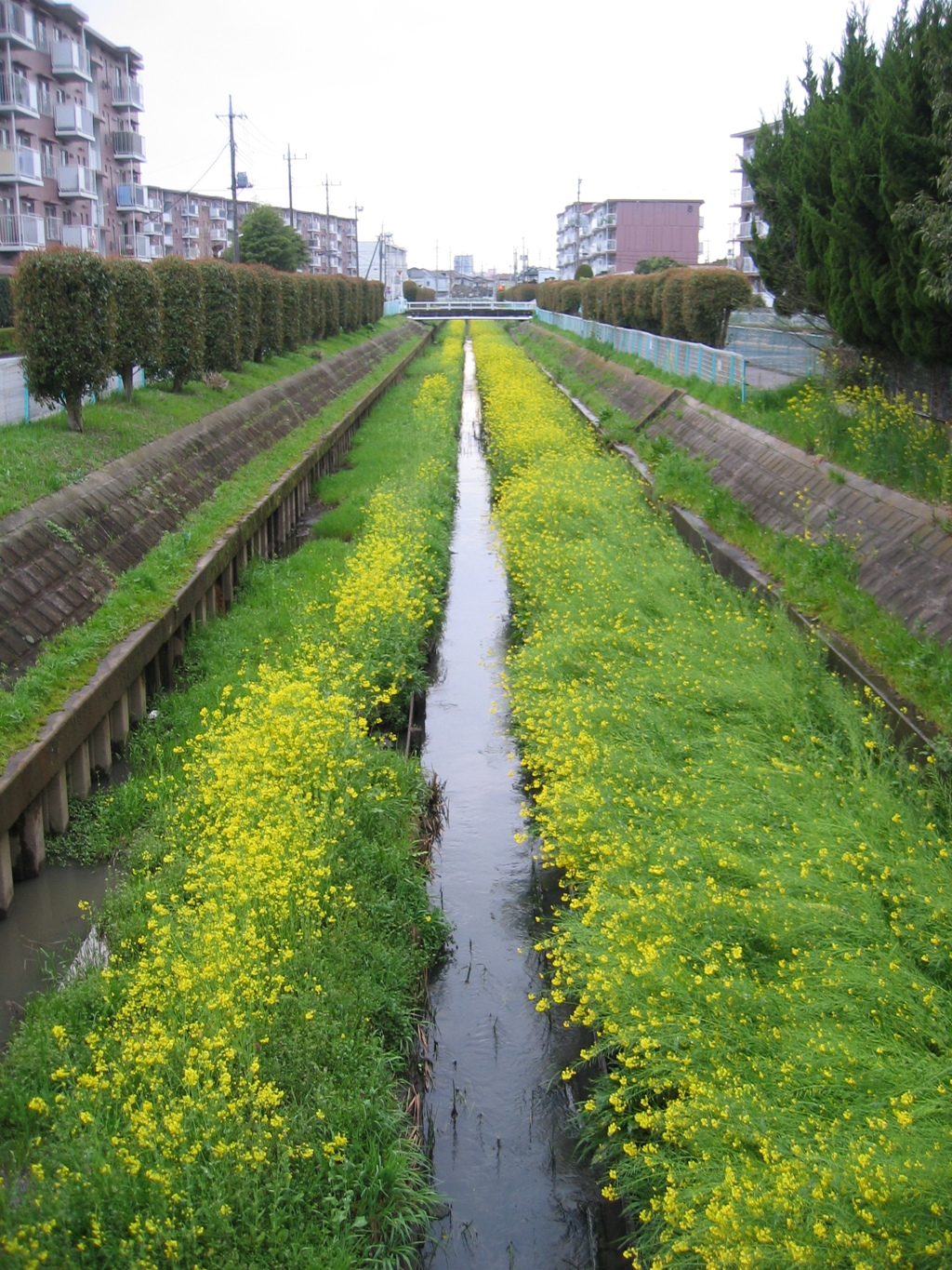2017/04/09_芝川の菜の花