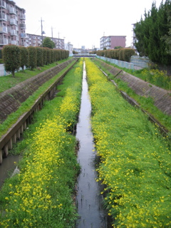 2017/04/09_芝川の菜の花