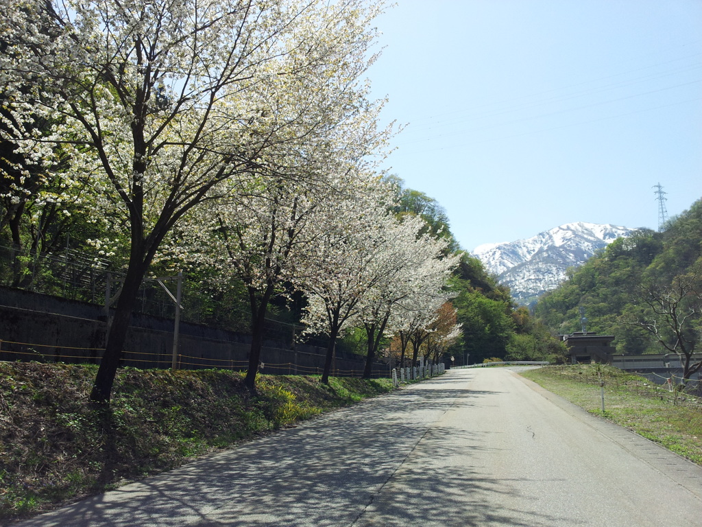 2018/04/21_宇奈月の桜と立山連峰