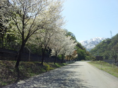 2018/04/21_宇奈月の桜と立山連峰