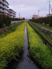 2017/04/09_芝川の菜の花