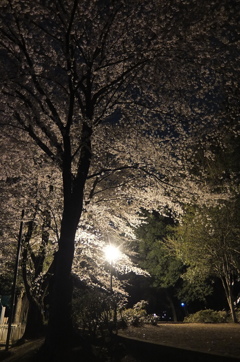 2015/04/04_氷川児童公園の夜桜