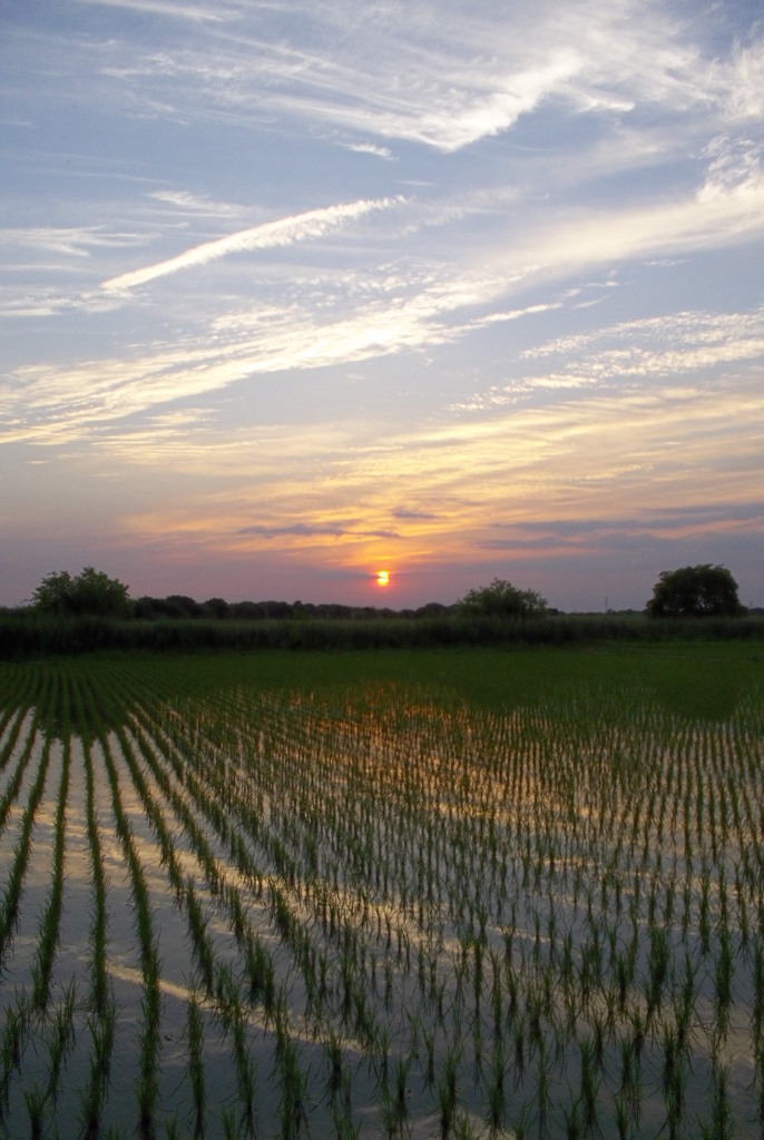 2015/05/24_水田の夕暮れ