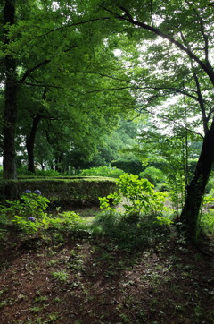 2015/07/05_伊奈アジサイ園