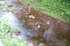 2014/07/12_せせらぎ