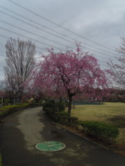 2017/04/01_上平公園の花