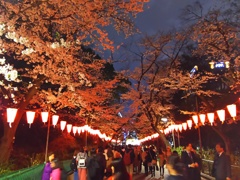 2017/04/06_上野公園の夜桜
