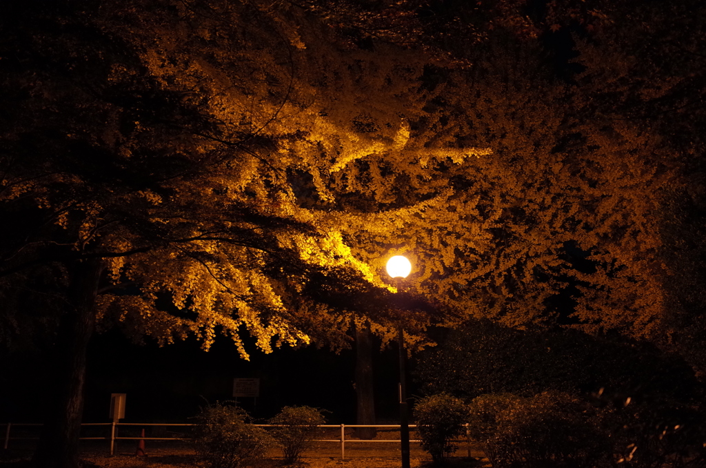 2014/11/24_夜の別所沼公園