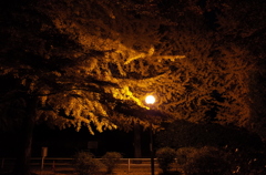 2014/11/24_夜の別所沼公園