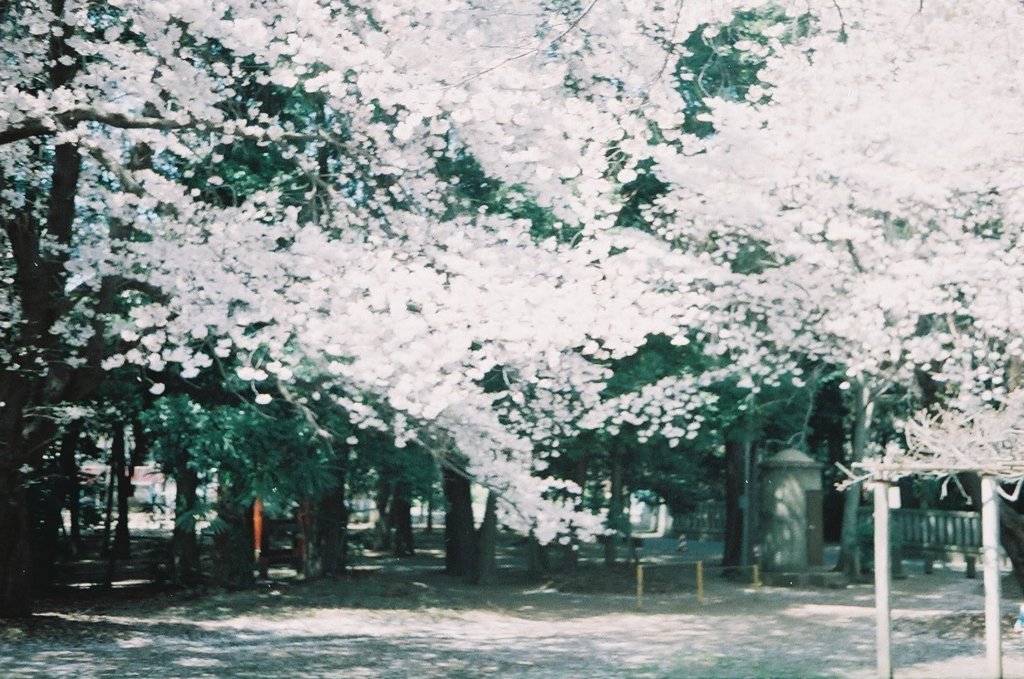 2019/04/06_氷川児童公園の桜