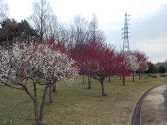 2016/02/28_花の丘農林公苑の紅白梅