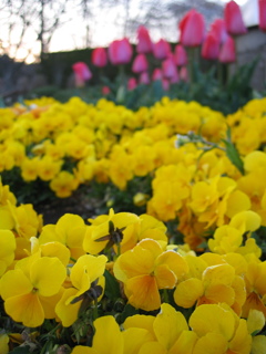 2017/04/02_花の丘農林公苑の花