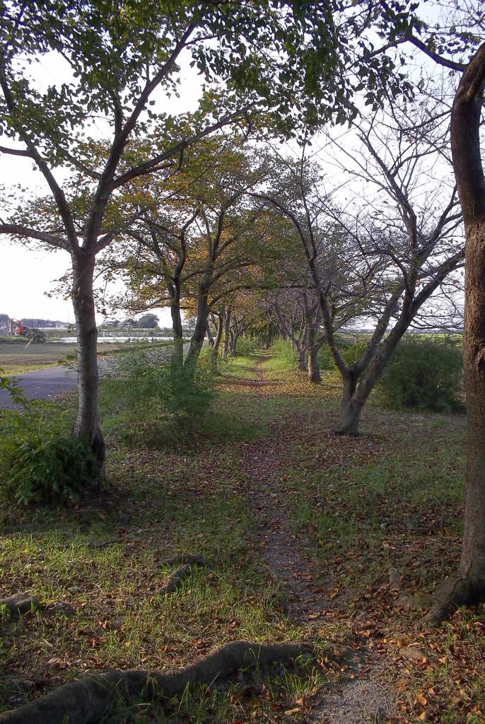 2015/09/23_散歩道