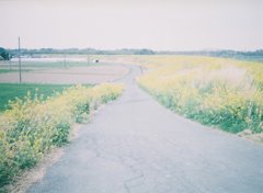 2019/04/07_荒川土手の菜の花