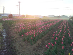 2016/04/10_夕暮れの花のオアシス