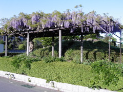 2017/05/04_鎮守の森公園の藤