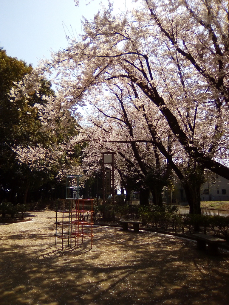 2019/04/06_氷川児童公園の桜