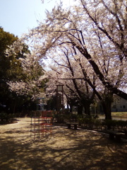 2019/04/06_氷川児童公園の桜
