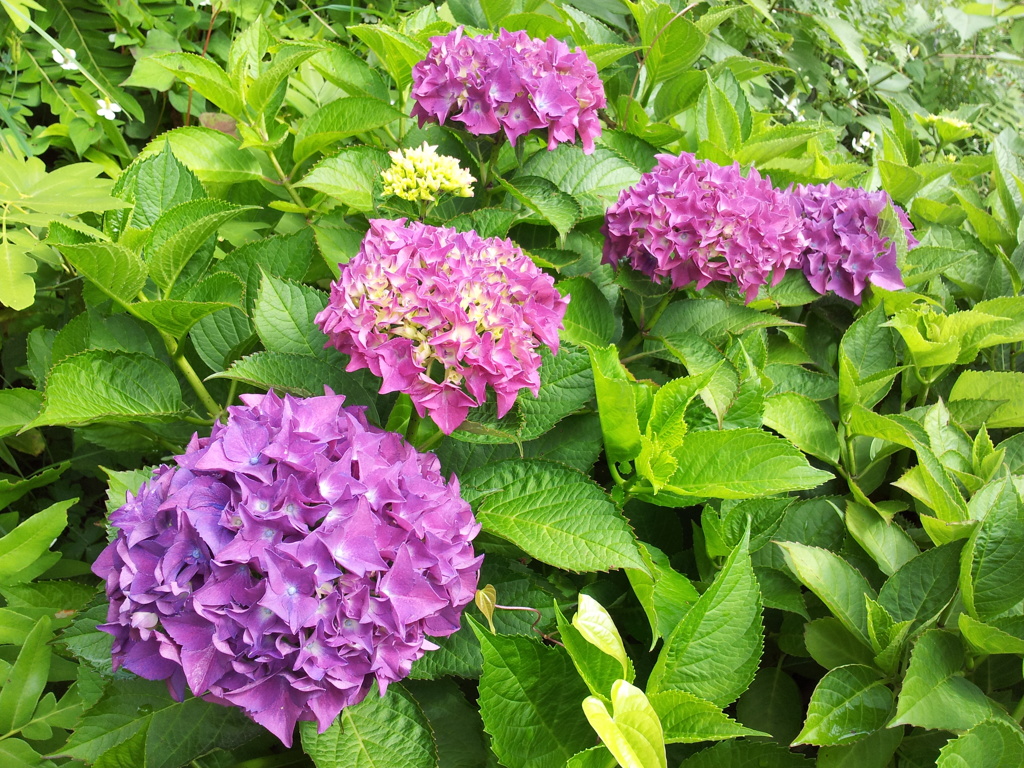 2018/06/16_天神山の紫陽花