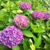 2018/06/16_天神山の紫陽花