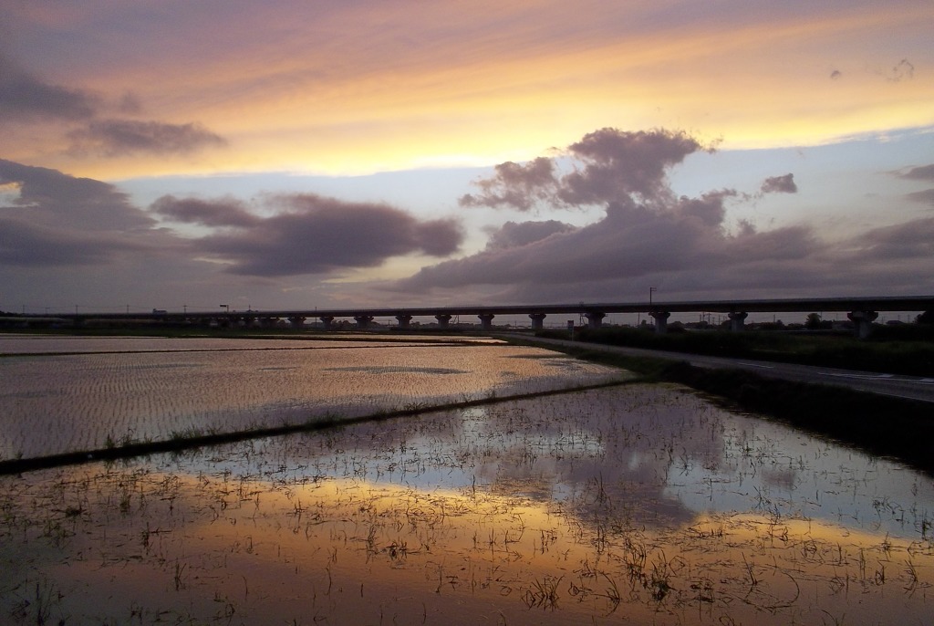 2015/06/28_水田の夕暮れ