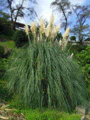 2017/10/09_外秩父山中のシロガネヨシ