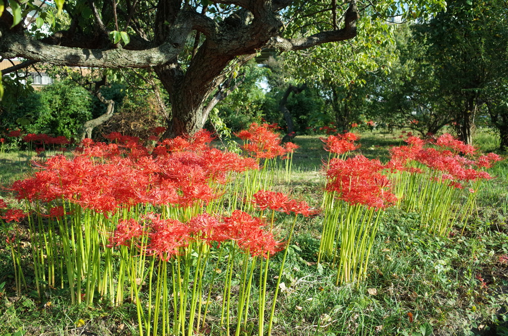 2015/09/22_彼岸花