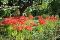 2015/09/22_彼岸花
