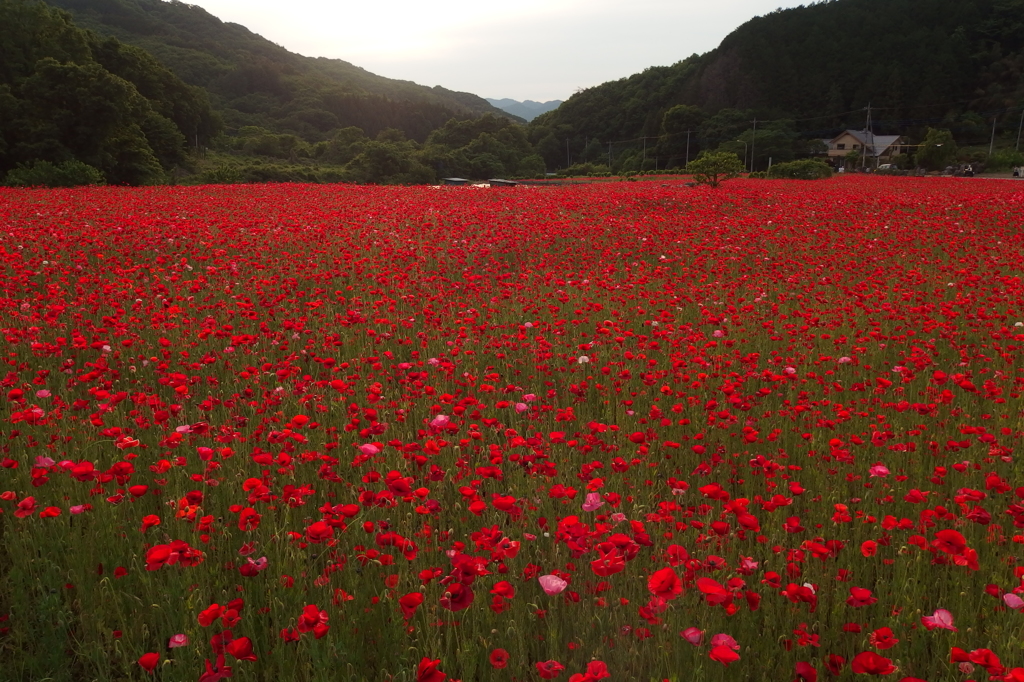 2015/05/23_ポピー畑