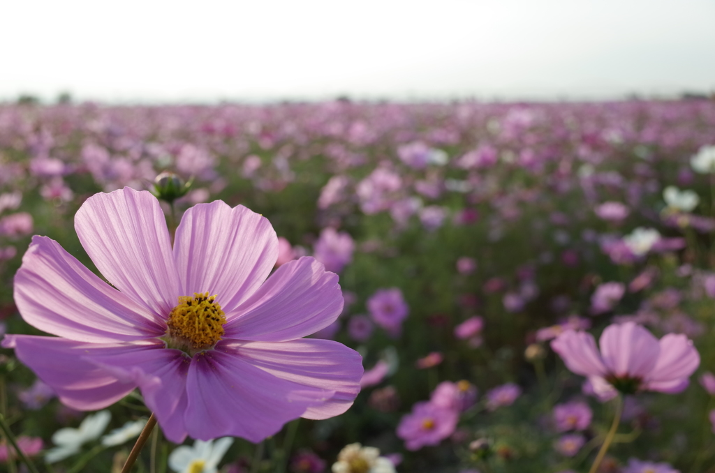 2015/11/01_吹上のコスモス畑