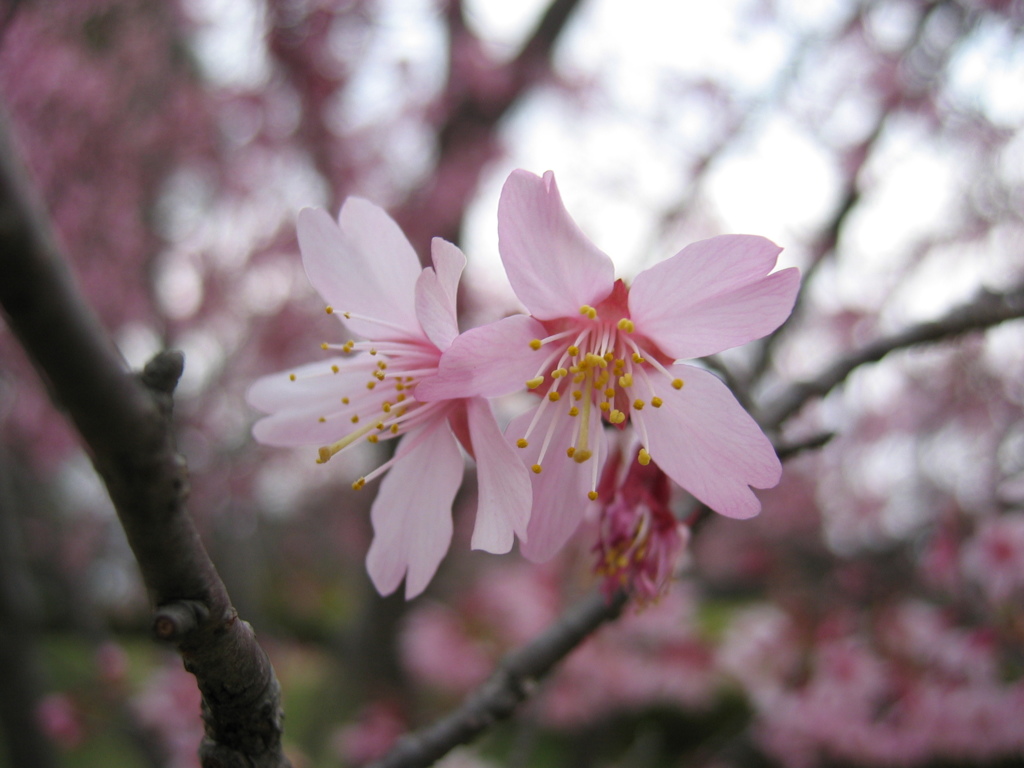 2016/03/27_高尾さくら公園の桜