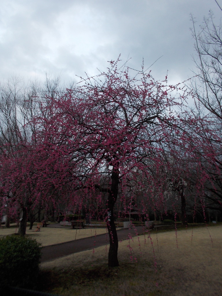 2016/02/28_花の丘農林公苑の枝垂れ梅