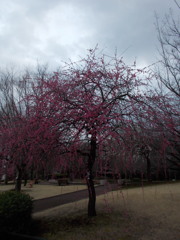 2016/02/28_花の丘農林公苑の枝垂れ梅