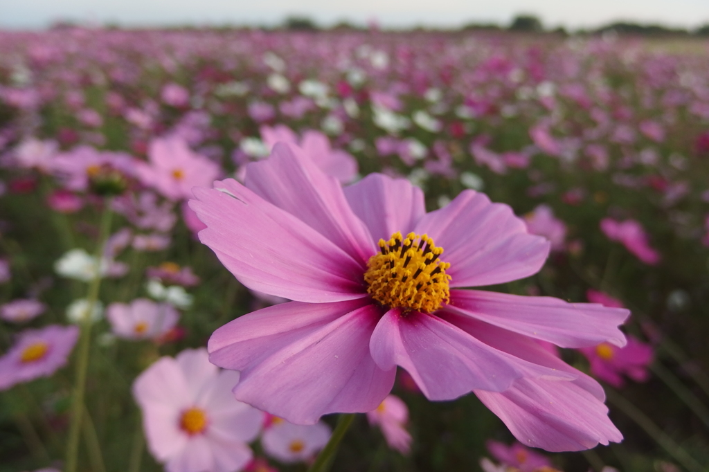 2015/11/01_吹上のコスモス畑