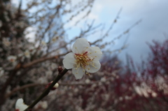 2016/02/28_花の丘農林公苑の白梅