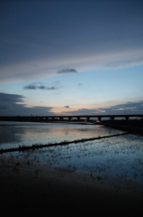 2015/06/28_水田の夕暮れ