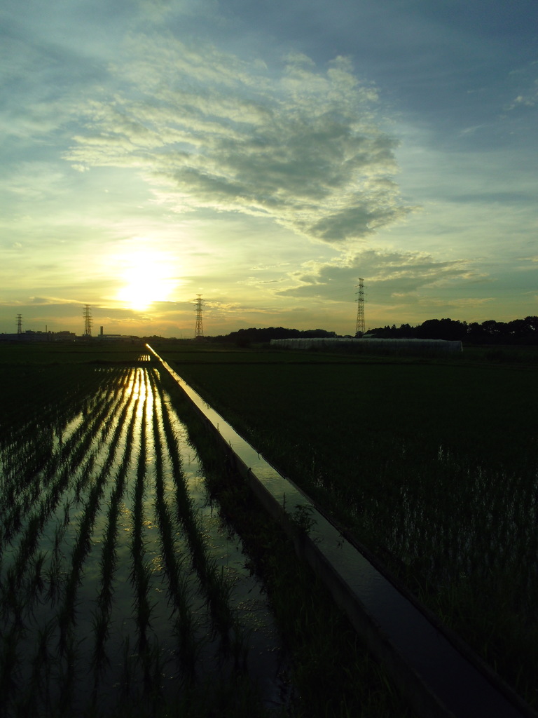2017/07/02_水田の夕暮れ