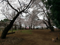 2019/03/29_氷川児童公園の桜（没カット）