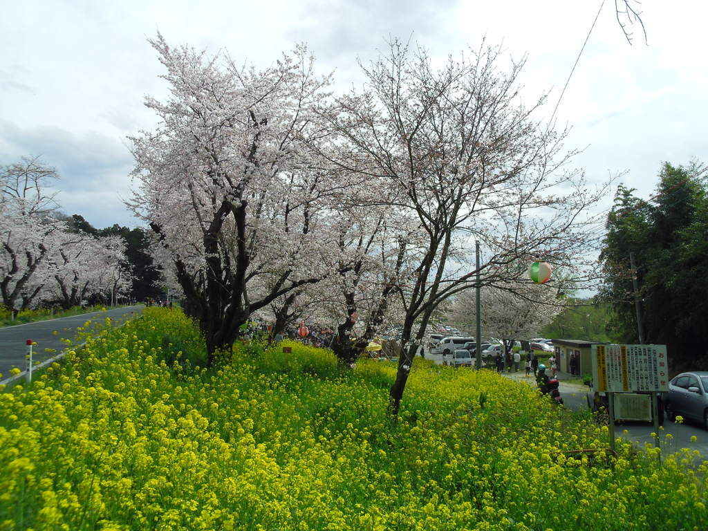2016/04/03_城ヶ谷堤の桜と菜の花