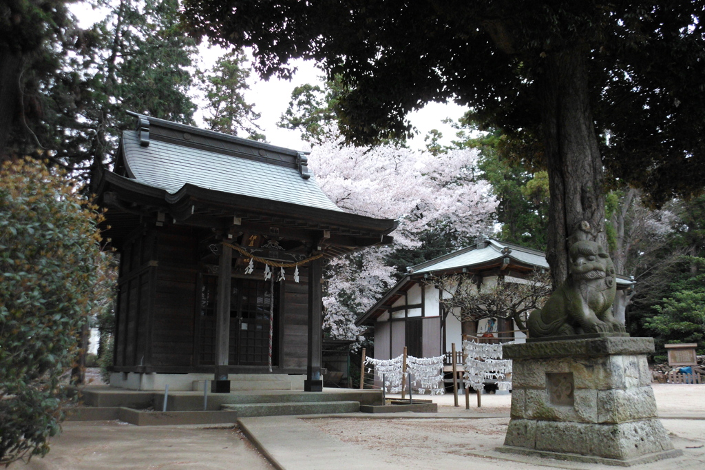 2015/04/04_小室氷川神社の桜