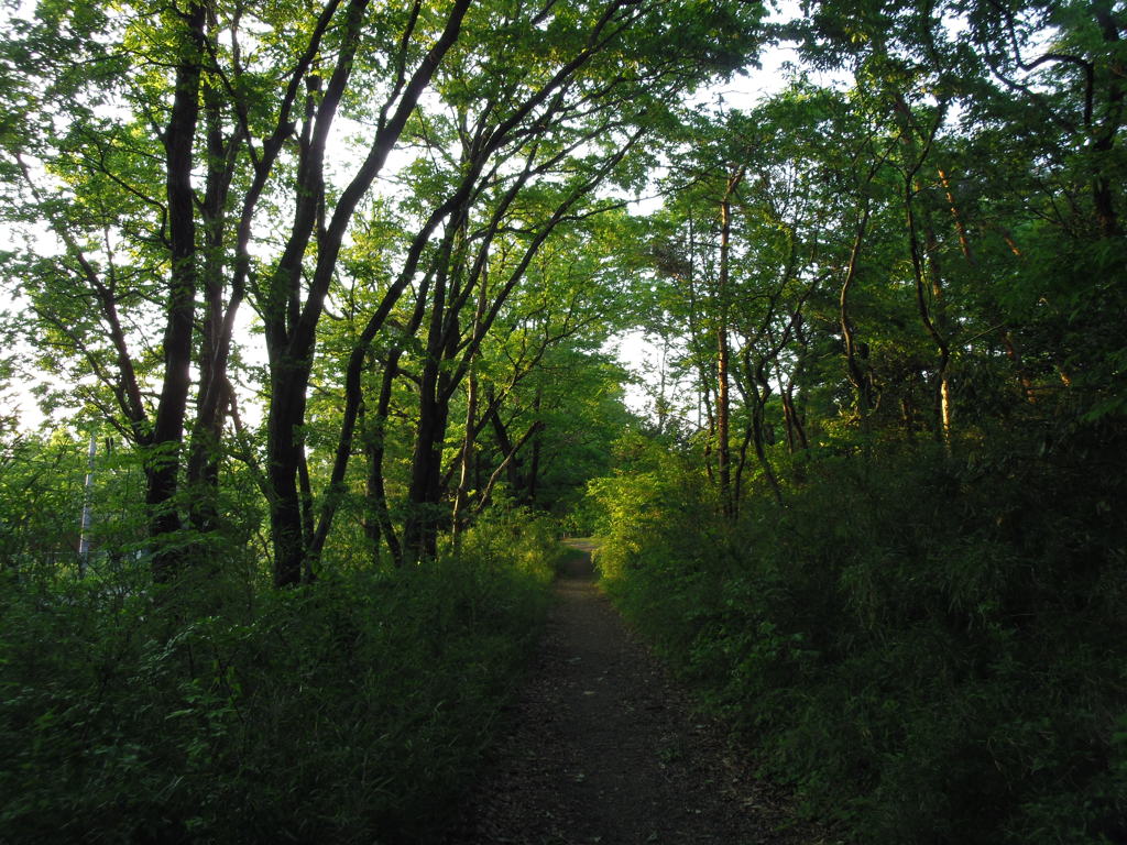 2016/04/30_トロッコ公園の木立ち