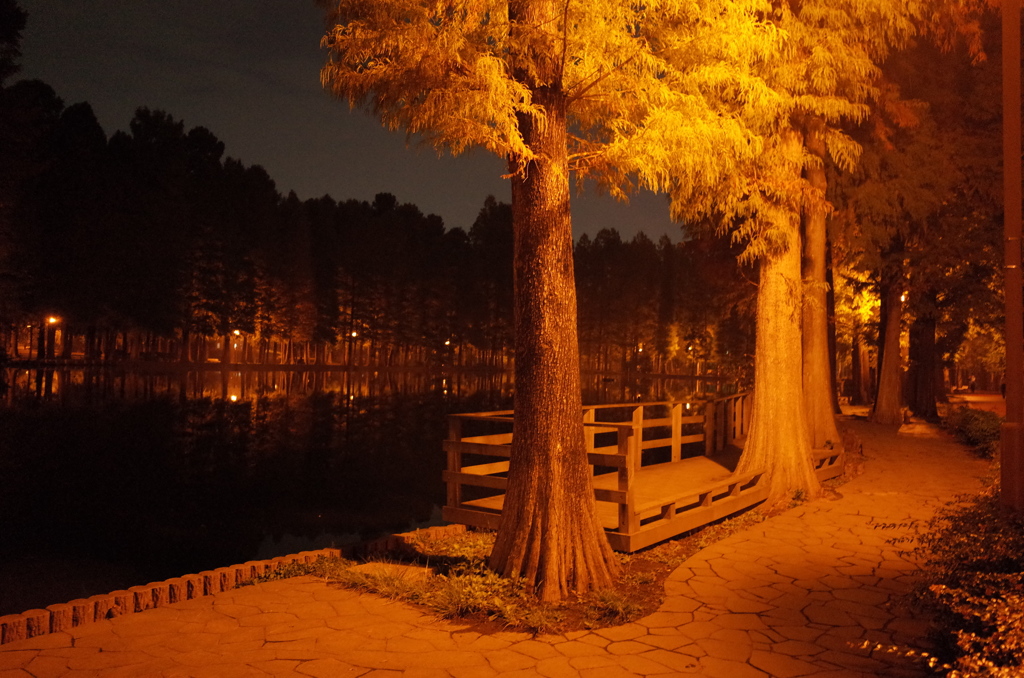 2014/11/02_夜の別所沼公園