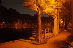 2014/11/02_夜の別所沼公園